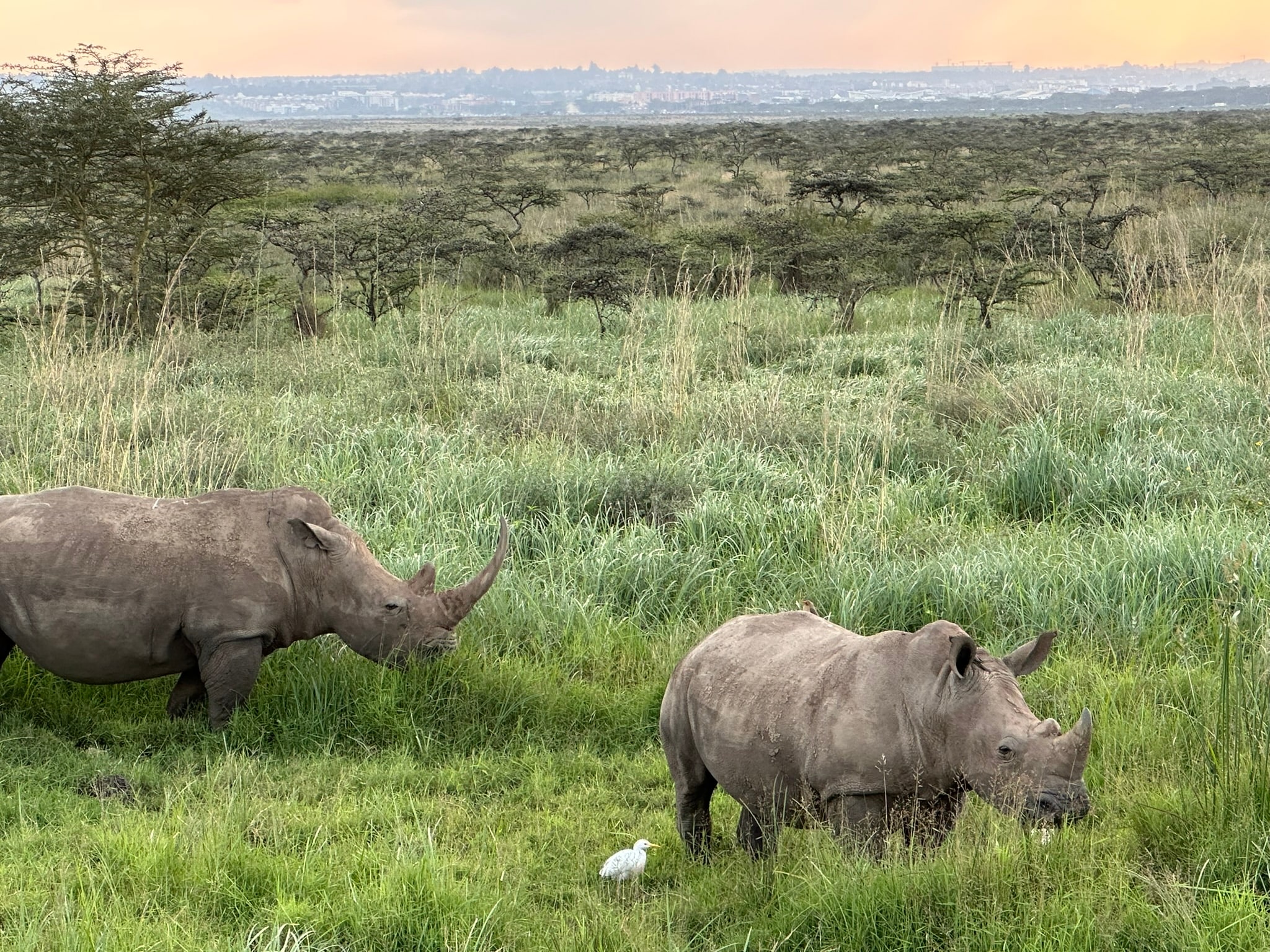 Rhinos grazing on the Serengeti at sunrise